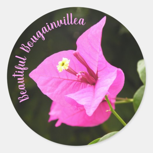 Sticker Rond Hermosa Bugambilia (Devant)