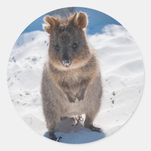 Sticker Rond Heureux Quokka sur la plage (Devant)