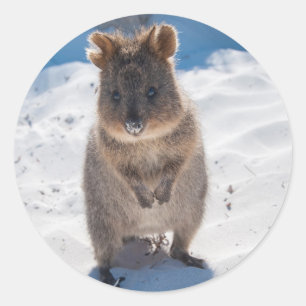 Sticker Rond Heureux Quokka sur la plage