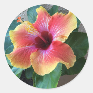 Sticker Rond Hibiscus