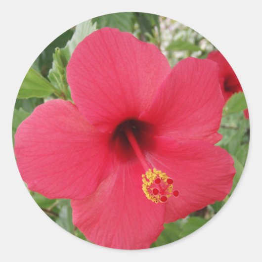 Sticker Rond Hibiscus (Devant)