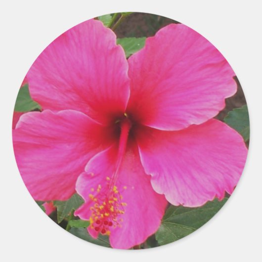 Sticker Rond Hibiscus (Devant)
