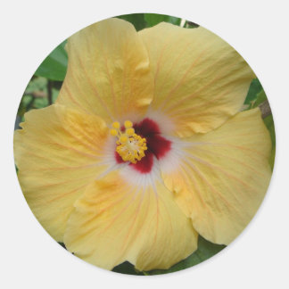 Sticker Rond Hibiscus jaune