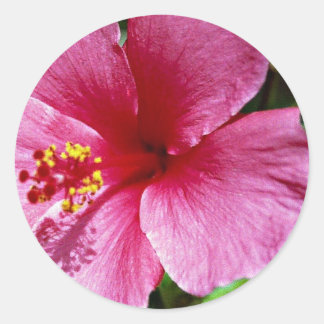 Sticker Rond Hibiscus, rose