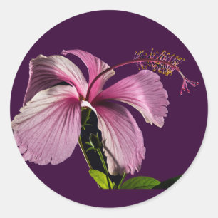 Sticker Rond Hibiscus rose Vue latérale