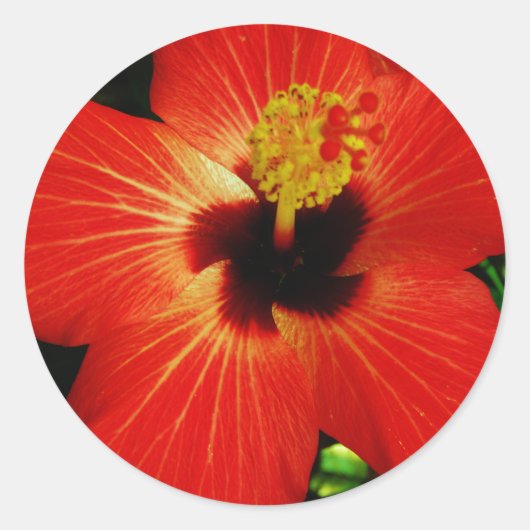 Sticker Rond Hibiscus rouge (Devant)