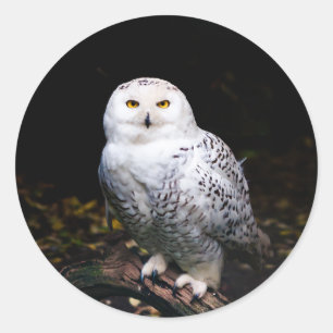 Sticker Rond Hibou blanc majestueux d'hiver