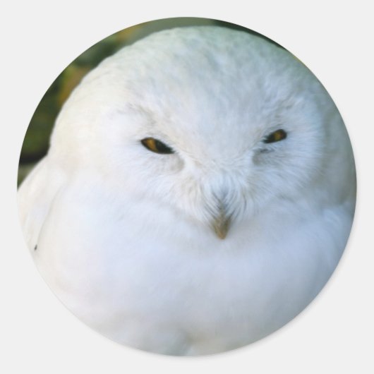 Sticker Rond Hibou des neiges (Devant)