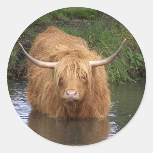 Sticker Rond Highland Cattle (Devant)
