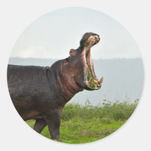 Sticker Rond Hippopotamus de la faune