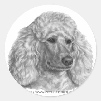 Sticker Rond Holly, caniche blanche