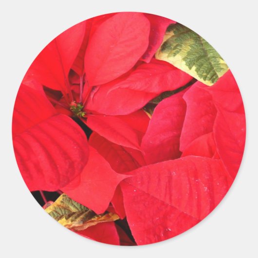 Sticker Rond Holly Point Poinsettias vacances Floral (Devant)