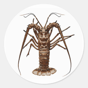 Sticker Rond Homard épineux des Caraïbes