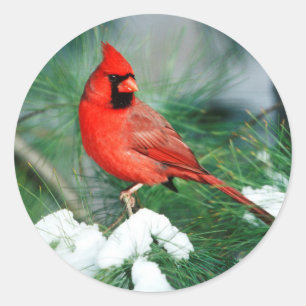 Sticker Rond Homme du Cardinal du Nord sur l'arbre, IL