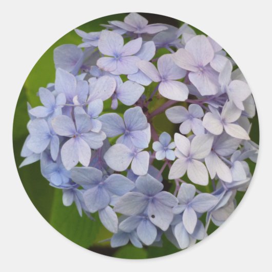 Sticker Rond Hortensie (Devant)