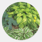 Sticker Rond Hosta (Devant)