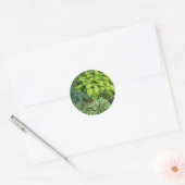 Sticker Rond Hosta (Enveloppe)