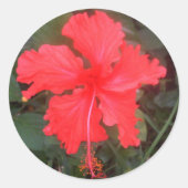 Sticker Rond Hot Pink Hibiscus (Devant)
