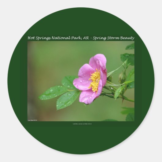 Sticker Rond Hot Springs National Park, AR Wild Rose Don (Devant)