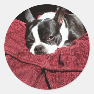 Sticker Rond Houx de Boston Terrier