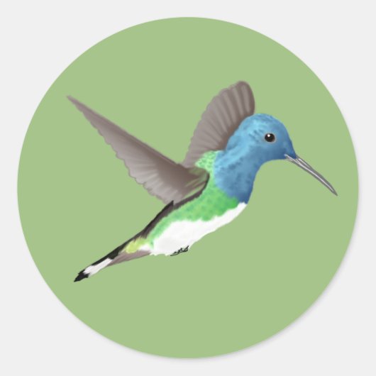 Sticker Rond Hovering Jacobin Hummingbird - transparent. (Devant)