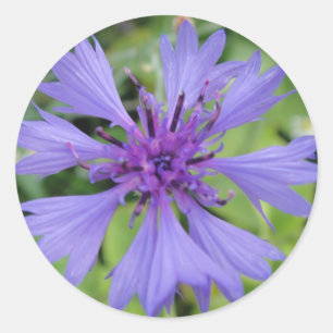 Sticker Rond Hübsche blaue Kornblume