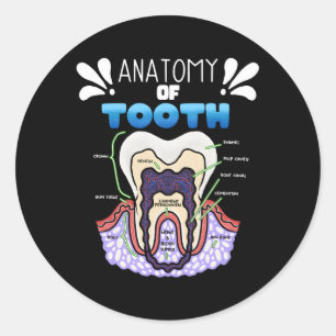 Sticker Rond Humour Dentiste D'Anatomie Des Dents Pour Orthodon