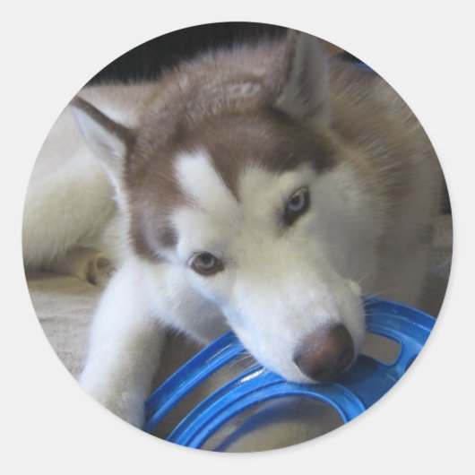 Sticker Rond husky et frisbee (Devant)