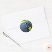 Sticker Rond Hyacinth Macaw (Enveloppe)