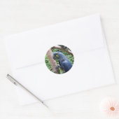 Sticker Rond Hyacinth Macaw (Enveloppe)