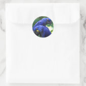 Sticker Rond Hyacinth Macaws (Sac)