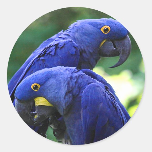 Sticker Rond Hyacinth Macaws (Devant)