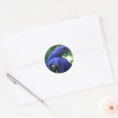 Sticker Rond Hyacinth Macaws (Enveloppe)
