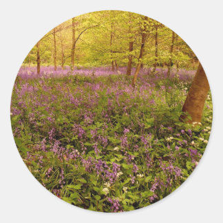 Sticker Rond Hyacinthe sauvage "scilla non scripta"