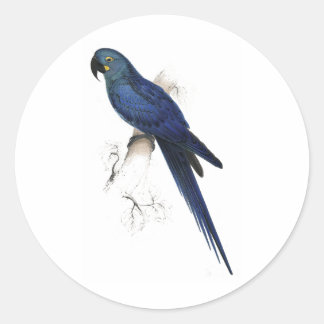 Sticker Rond Hyacinthine Maccaw par Edward Lear