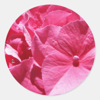 Sticker Rond Hydrangea rose