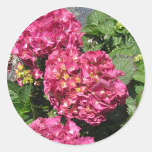 Sticker Rond Hydrangeas roses