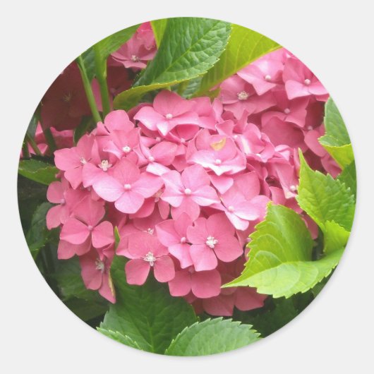 Sticker Rond Hydrangeas roses saisissants (Devant)