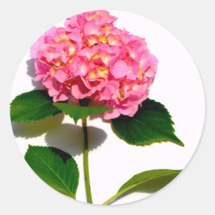 Sticker Rond Hydrangée rose fleur rose rose rose floral