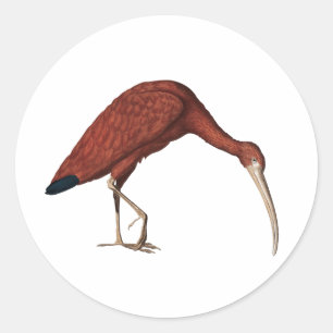 Sticker Rond Ibis rouge Extraordinaire, Eudocimus ruber (1734)