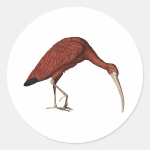 Sticker Rond Ibis rouge Extraordinaire, Eudocimus ruber (1734) 