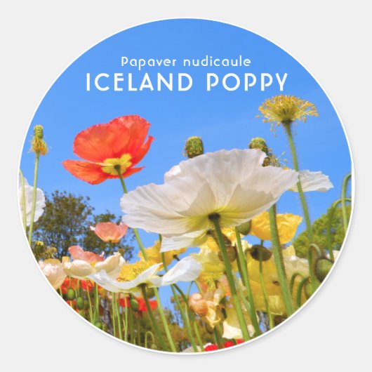 Sticker Rond Iceland Poppy (Devant)