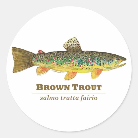 Sticker Rond Ichthyologie latine Brown (Devant)