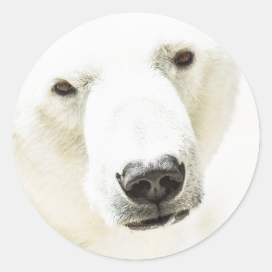 Sticker Rond Icy regard d'un ours polaire (Devant)