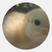 Sticker Rond idiot de poulet (Devant)