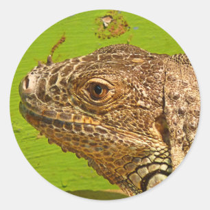 STICKER ROND IGUANA