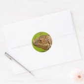 STICKER ROND IGUANA (Enveloppe)