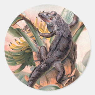 Sticker Rond Iguana noire tropicale, animal Vintage de reptile 