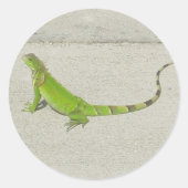 Sticker Rond Iguana sauvage (Devant)