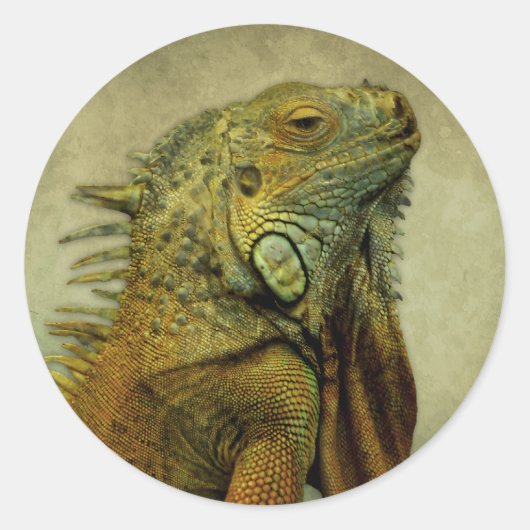 Sticker Rond Iguana verte (Devant)
